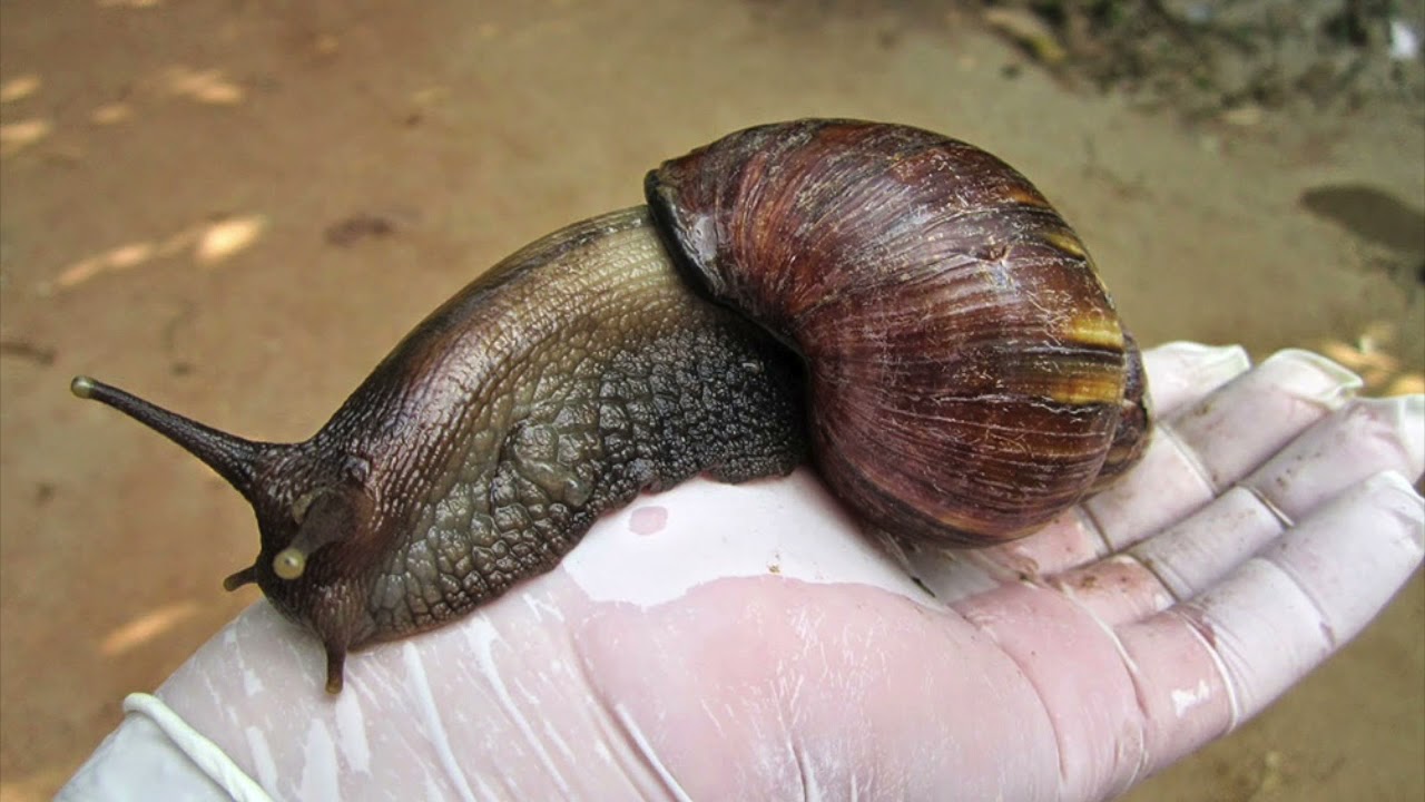Caracol africano gigante "Achatina fulica"
