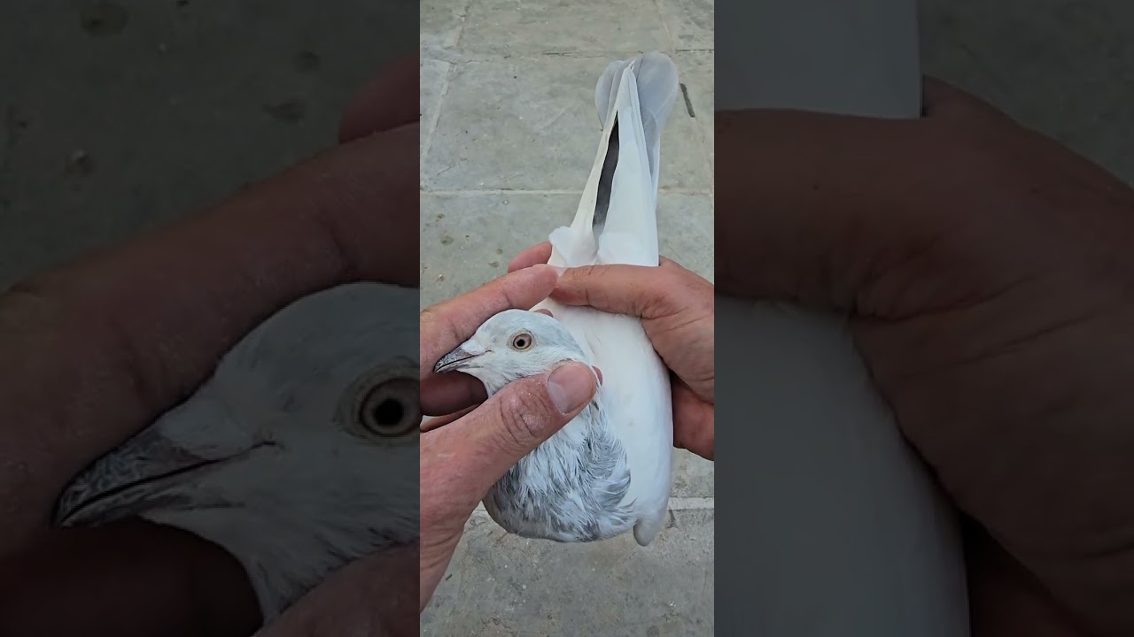 بسم الله ماشاء الله اربع ذكور سكول ولا التفاصيل داخل الفيديو للتواصل 07730566095