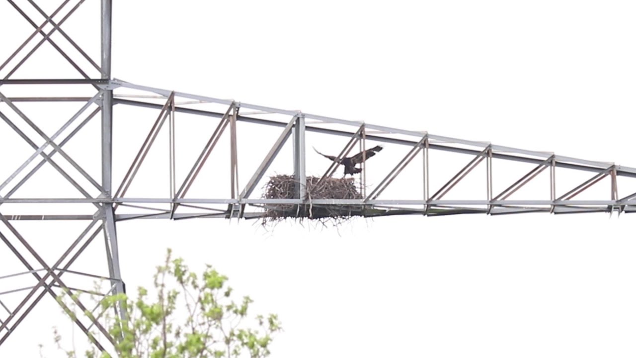 Eagles In The Wetland - April 2020