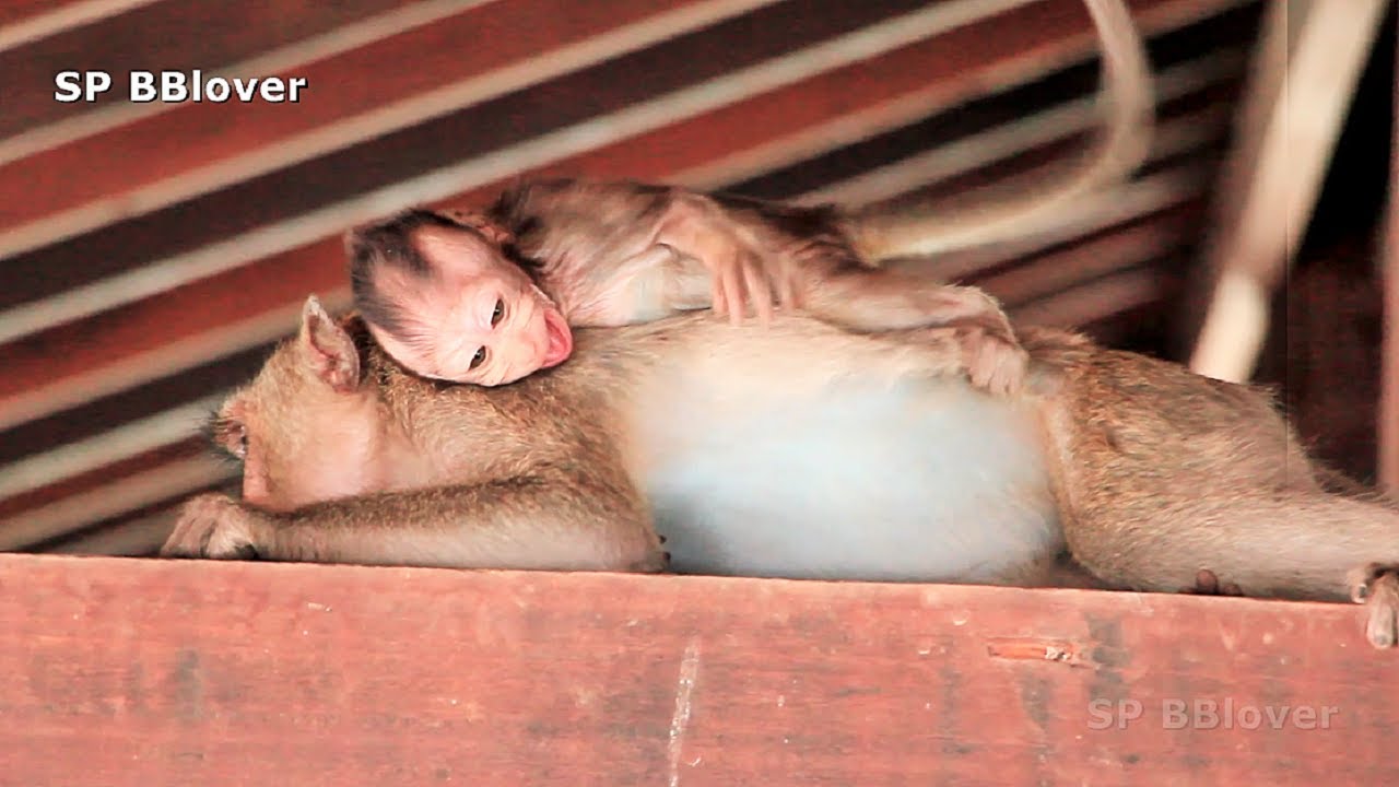 Monkey And Baby 41 -  Baby Will Not Survival If Cry Every Like This