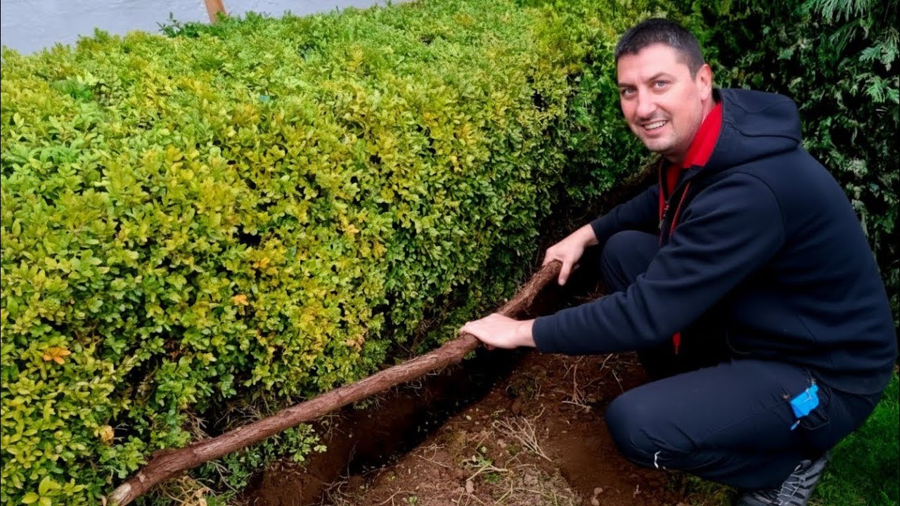 Перемещение старой виноградной лозы без выкорчевывания — проверенный метод