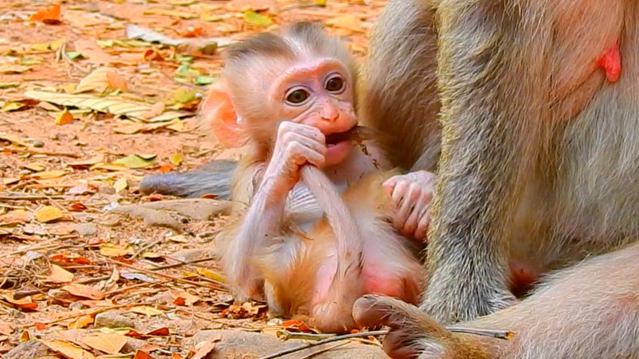 Slow Wildlife Scene With Most Attractive Baby Boris, Healthy & Smart With Calm Life Peaceful Nature