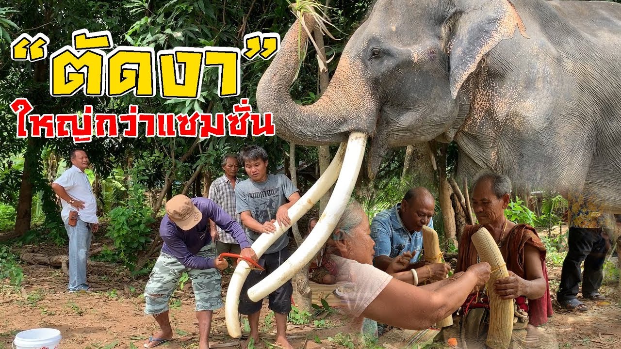 Cut ivory✅10กว่าปีไม่เคยตัด⚡️พิธีตัดงาช้าง ช้างงายาวถึงดิน🔰