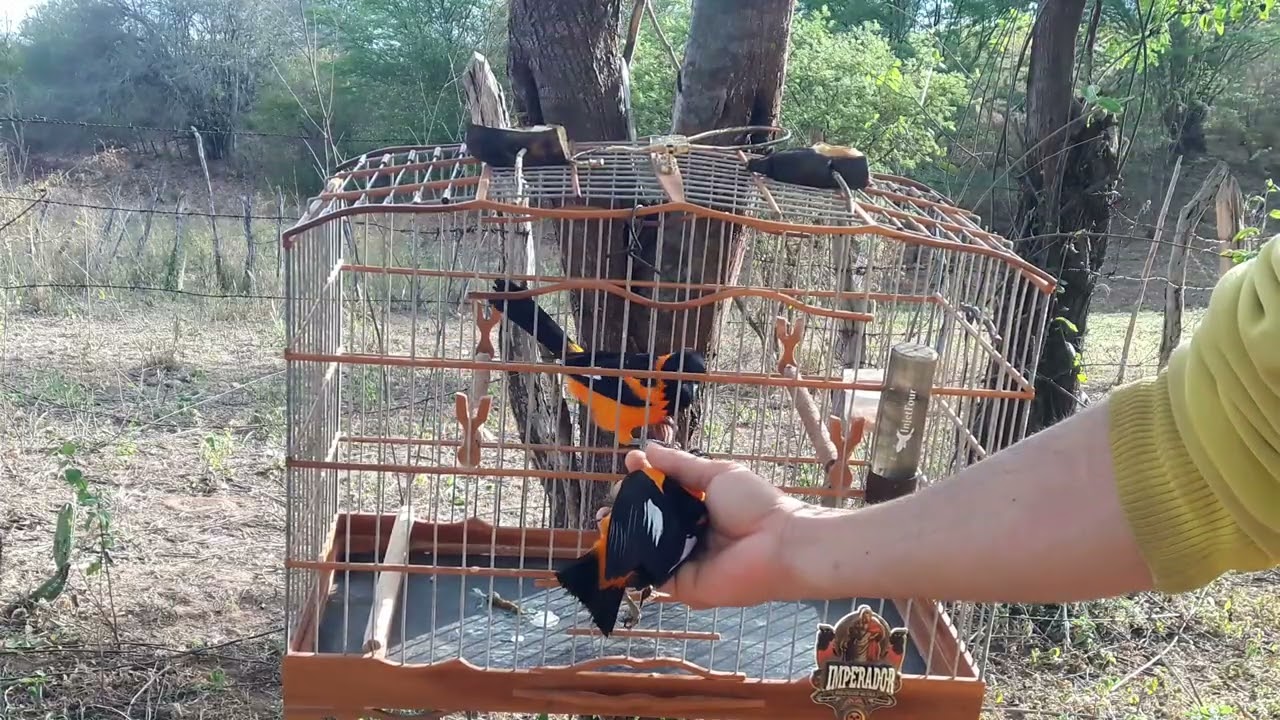 Imperador na pegada livre 