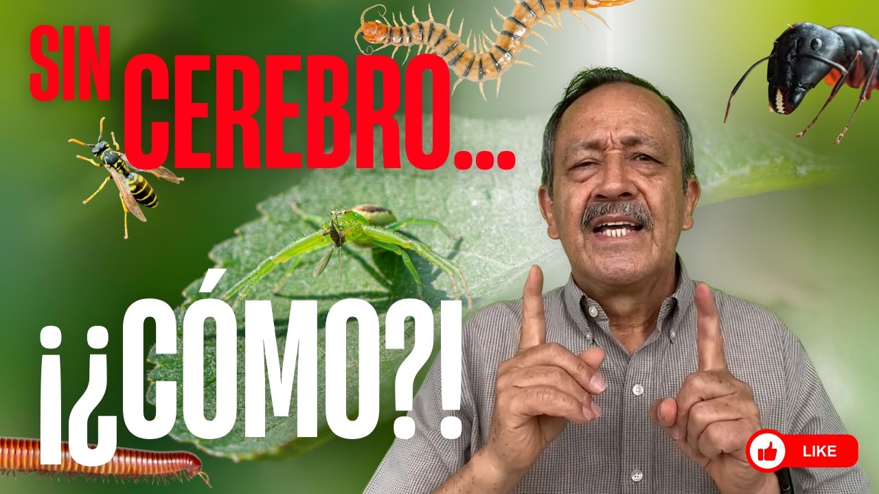 95% de los animales🪼NO tienen sentidos… ¡sin OJOS ni CEREBRO! 🤯