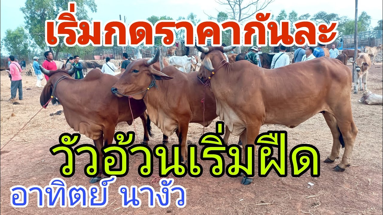 ราคาวัว อาทิตย์ 22 ก.พ.69 สนามบ้านนางัว อ.สว่างแดนดิน