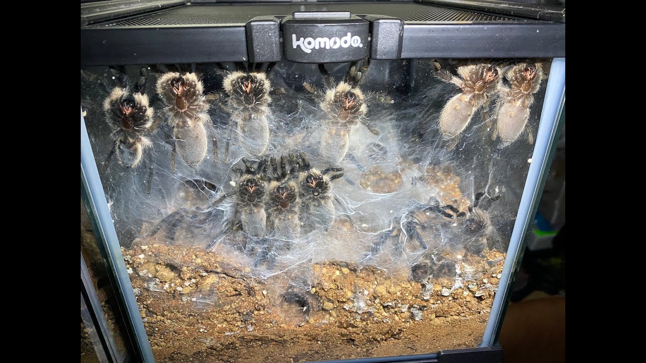 Monocentropus balfouri. Загружено более 30 детенышей для совместного переселения.