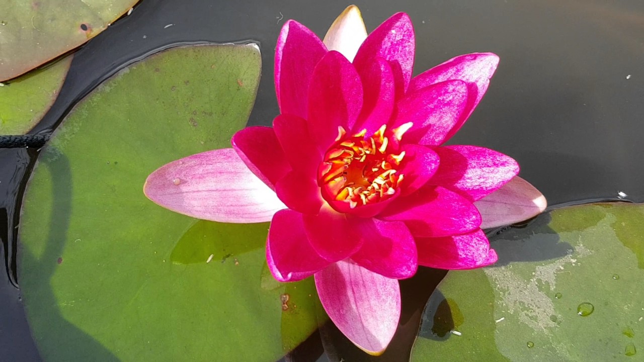 нимфея Ellisiana (nymphaea Ellisiana)