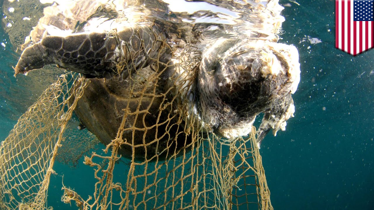 Ghost nets: The ocean's silent killer, explained - TomoNews