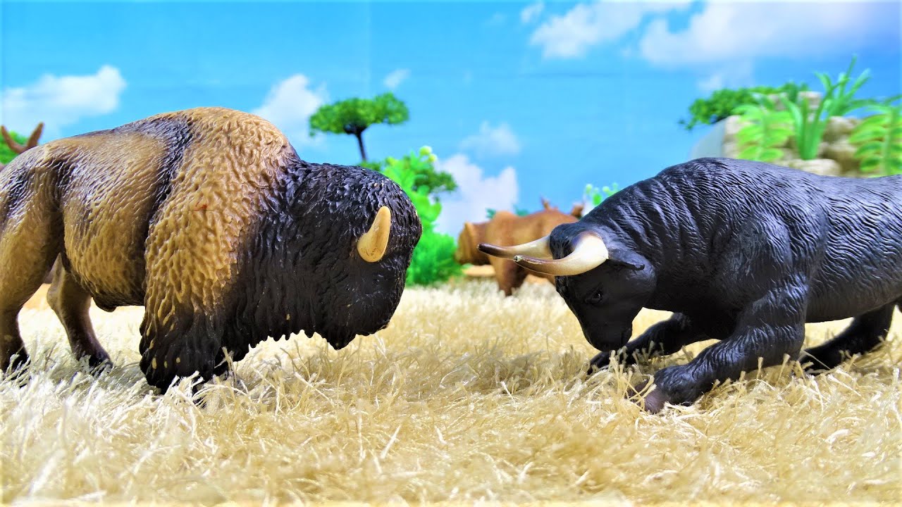 BULL- BISON FIGHT/ TORO vs BISONTE
