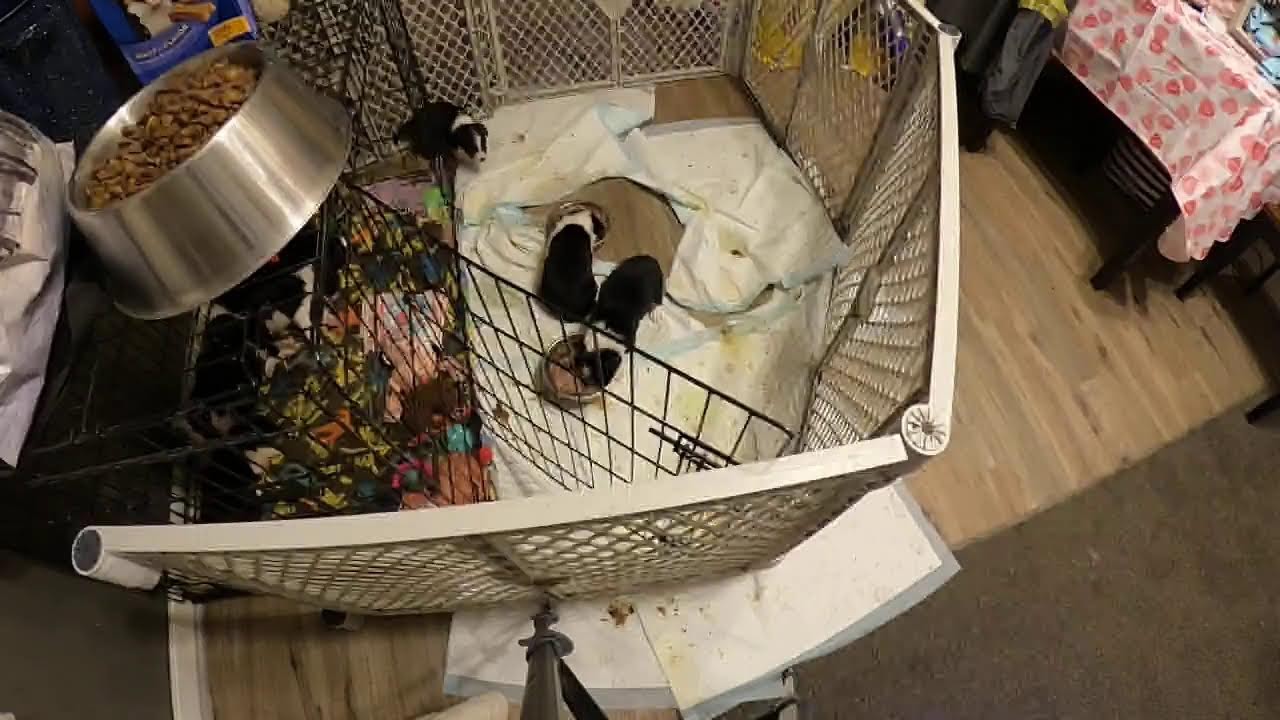 Mia's 4 week old boarder collie puppies