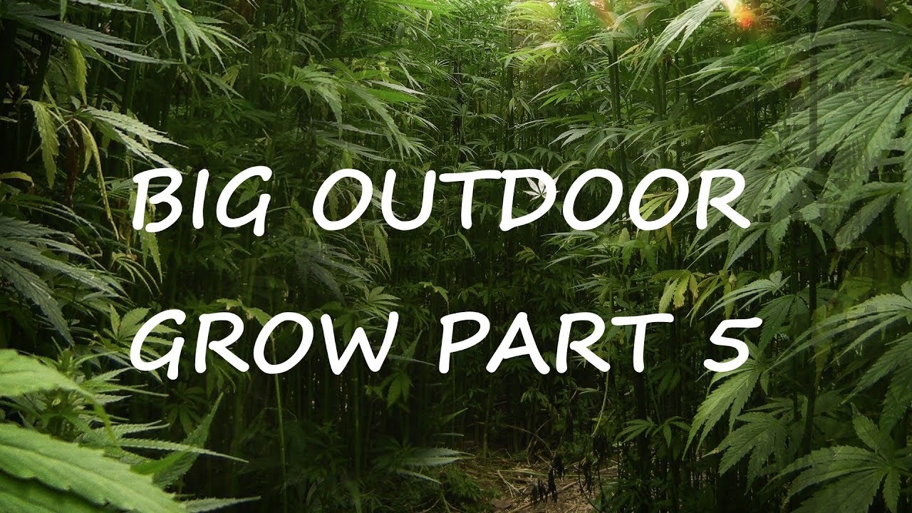 BIG OUTDOOR GROW ( PART 5)