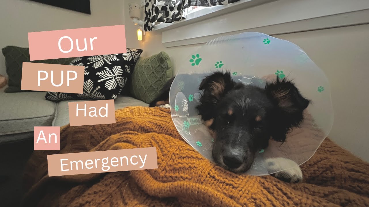 Emergency Vet Visit - Dog Mom Vlog