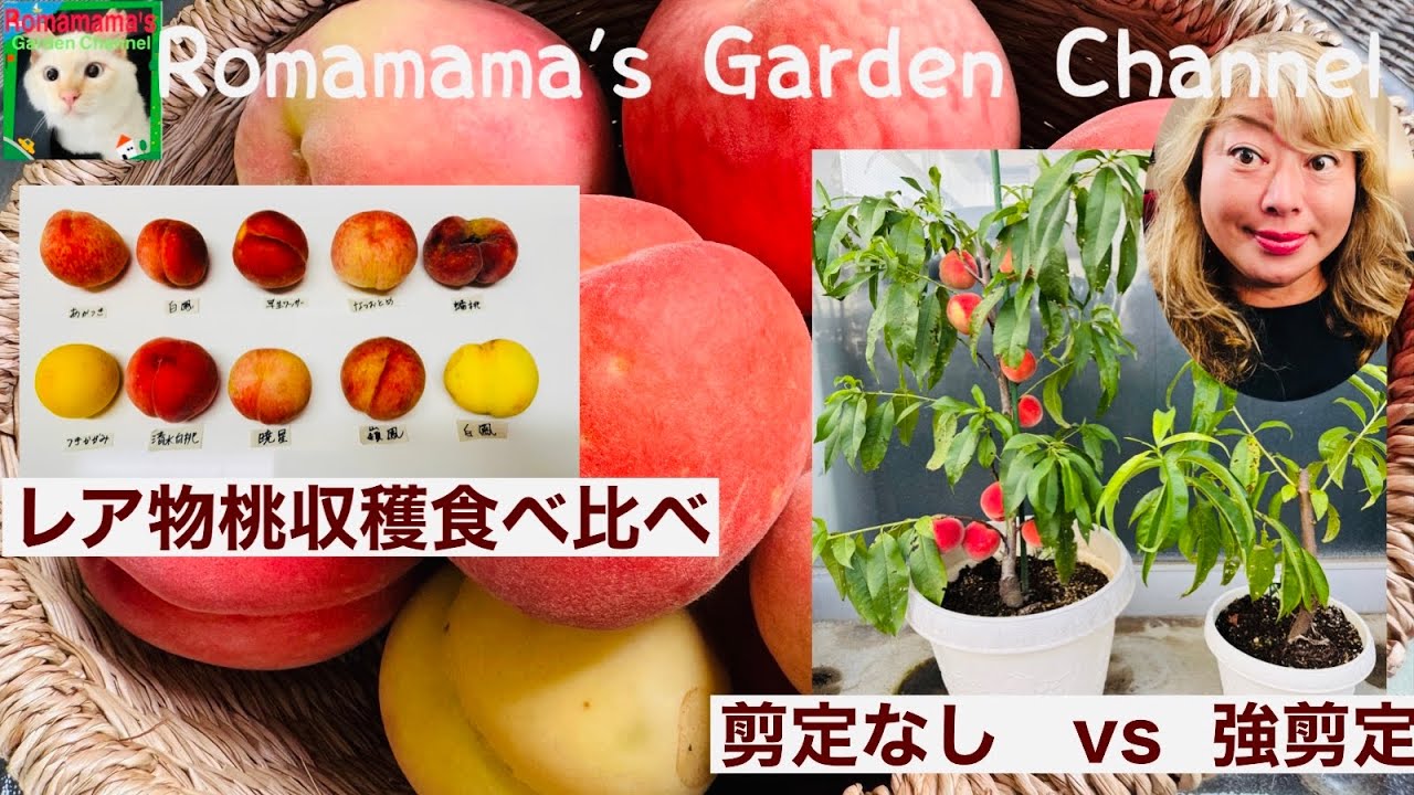 【プランターで桃栽培】強剪定vs剪定なし検証結果や珍しい桃の食べ比べ　#もも栽培  #家庭菜園 