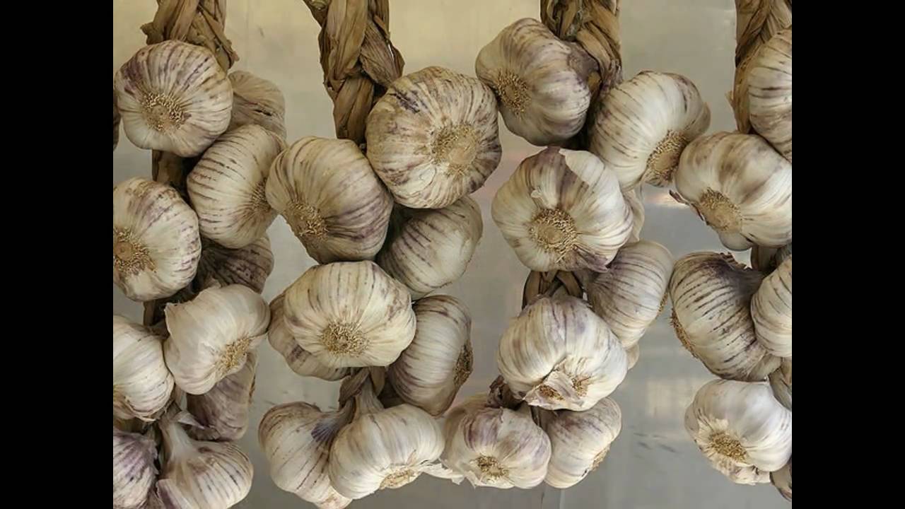 Allium sativum (with translation text)