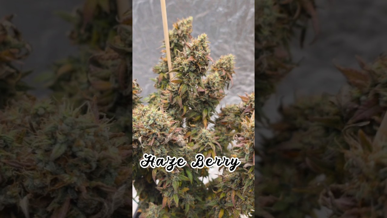 Haze Berry #weed #cannabis #harvest #big #gorilla #legal #420 #marihuana #grow #Runtz #Gelato #Haze