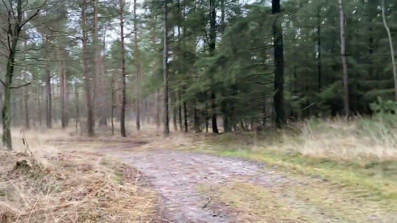 Boswandeling met bos geluid. Stilte en enkele vogels. | Lip.nl