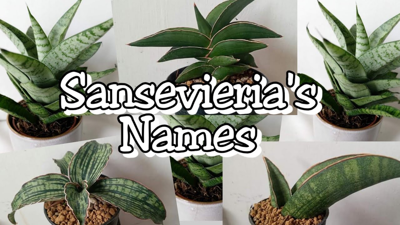Sansevieria's Plant Names / mother-in-law's tongue, devil's tongue, and snake plant