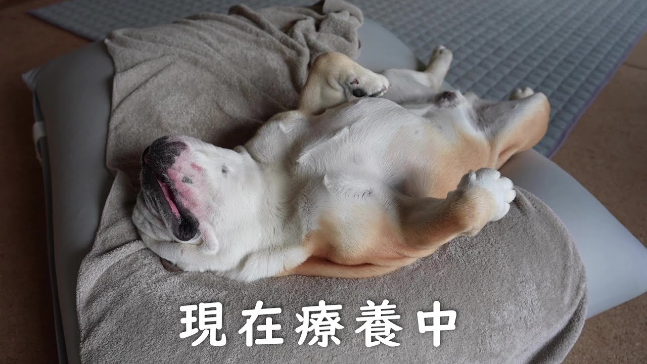 愛犬が仮病を使ってる事が発覚しました…