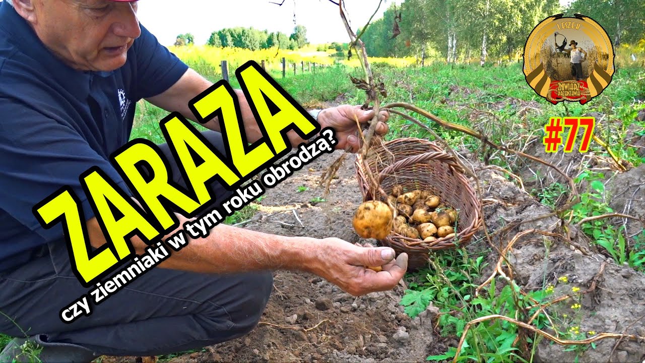 ZARAZA  (odc. 77)
