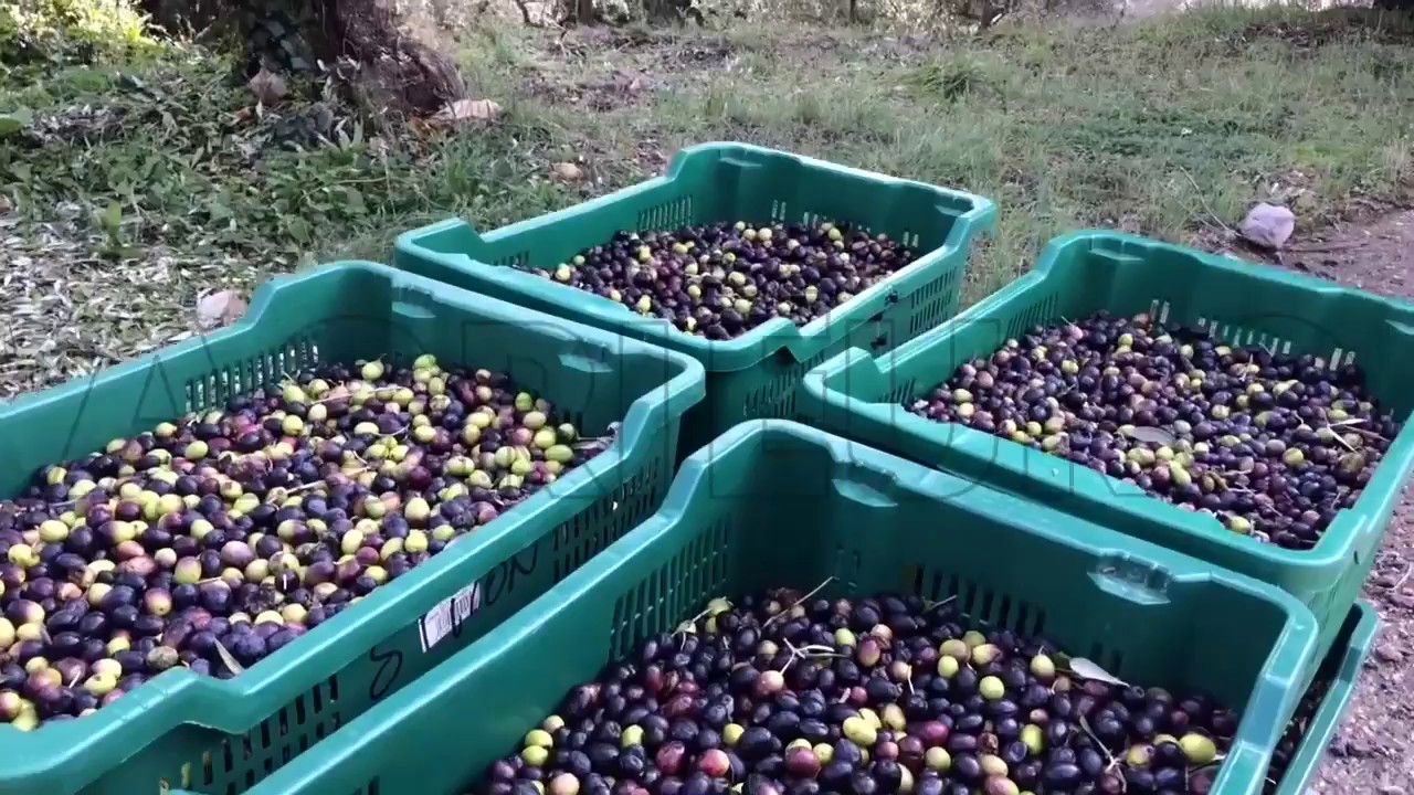 Funzionamento della defogliatrice elettrica per olive AgriEuro Olivotta Maxi con griglia