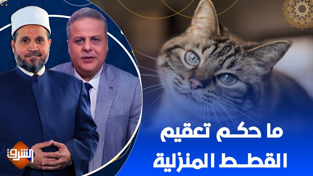 ما حكم تعقيم القطط المنزلية.. مع الدكتور سلامة عبد القوي