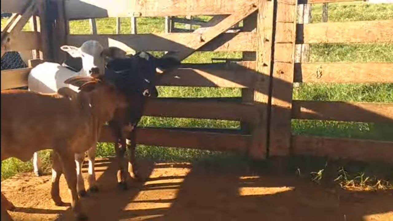 Chácara de 8,5 HECTARES Valor 600Mil Próx São Miguel do Passa 4 .80 km Goiânia 62 98141-4270