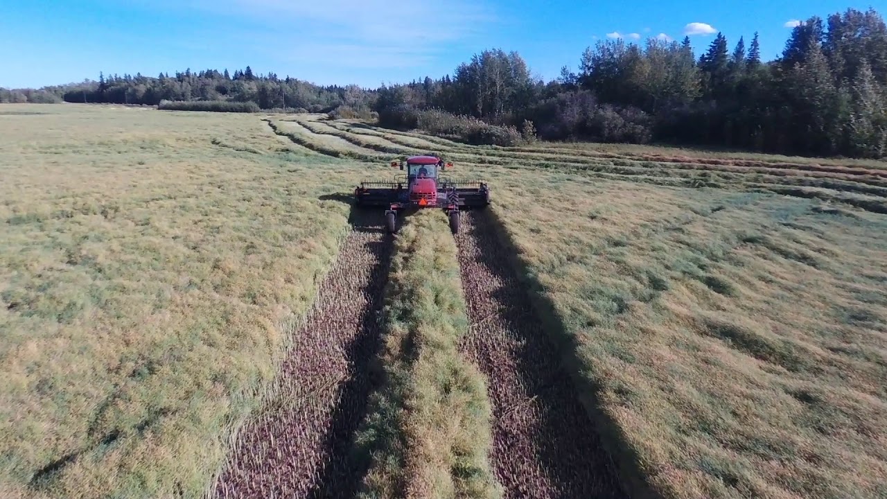 Swathing canola 2017 w/MacDon