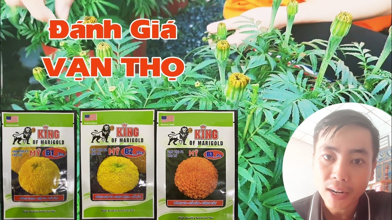 đánh giá vạn thọ tết B1 B2 B3 PRO KING (giống mới của rồng vàng)