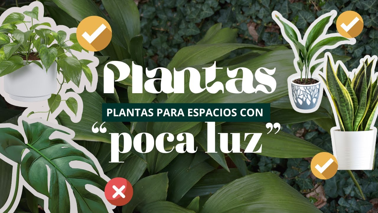 Las Mejores Plantas de Interior para Espacios con Poca Luz | Una guía realista