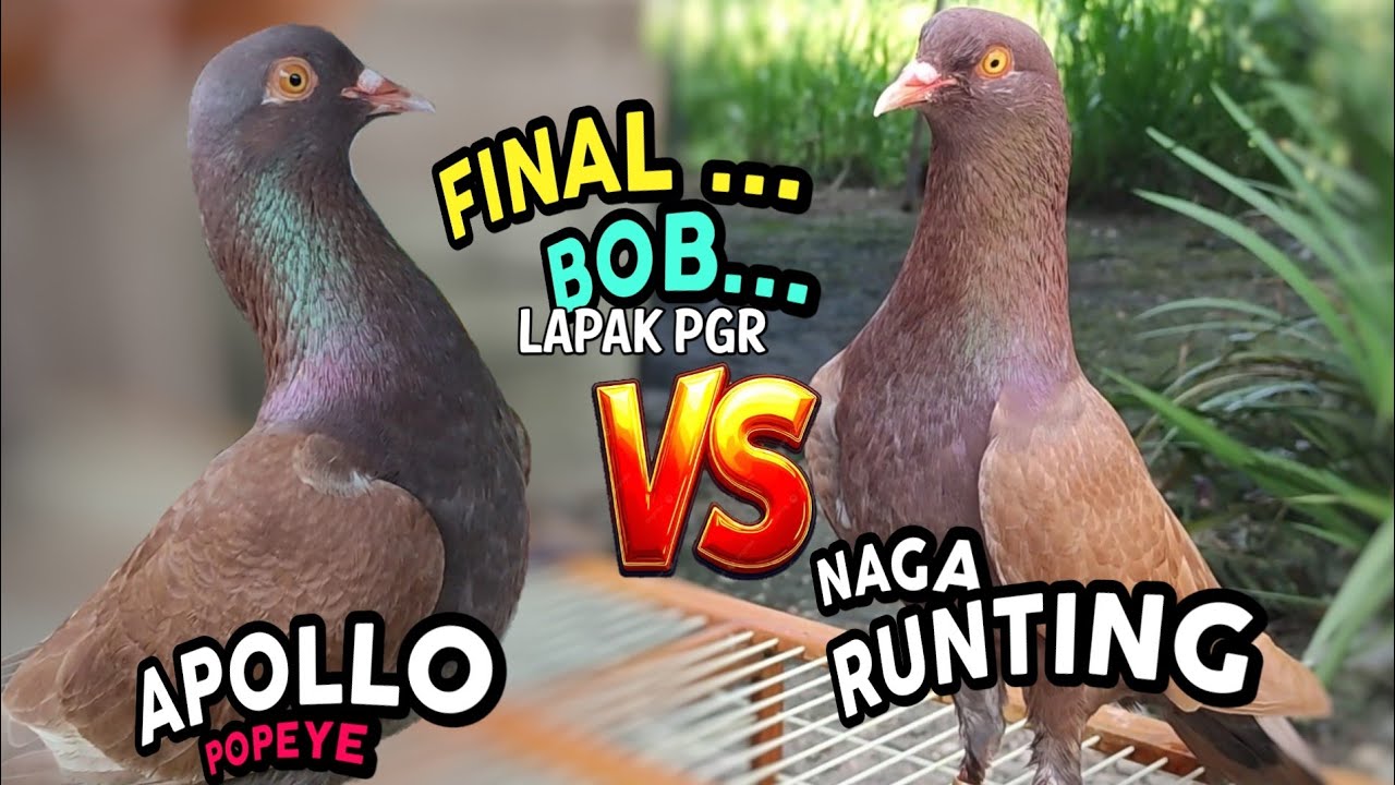 Final Seru !! Apollo Juara di Laga BOB Liga Atantis 35 Juta