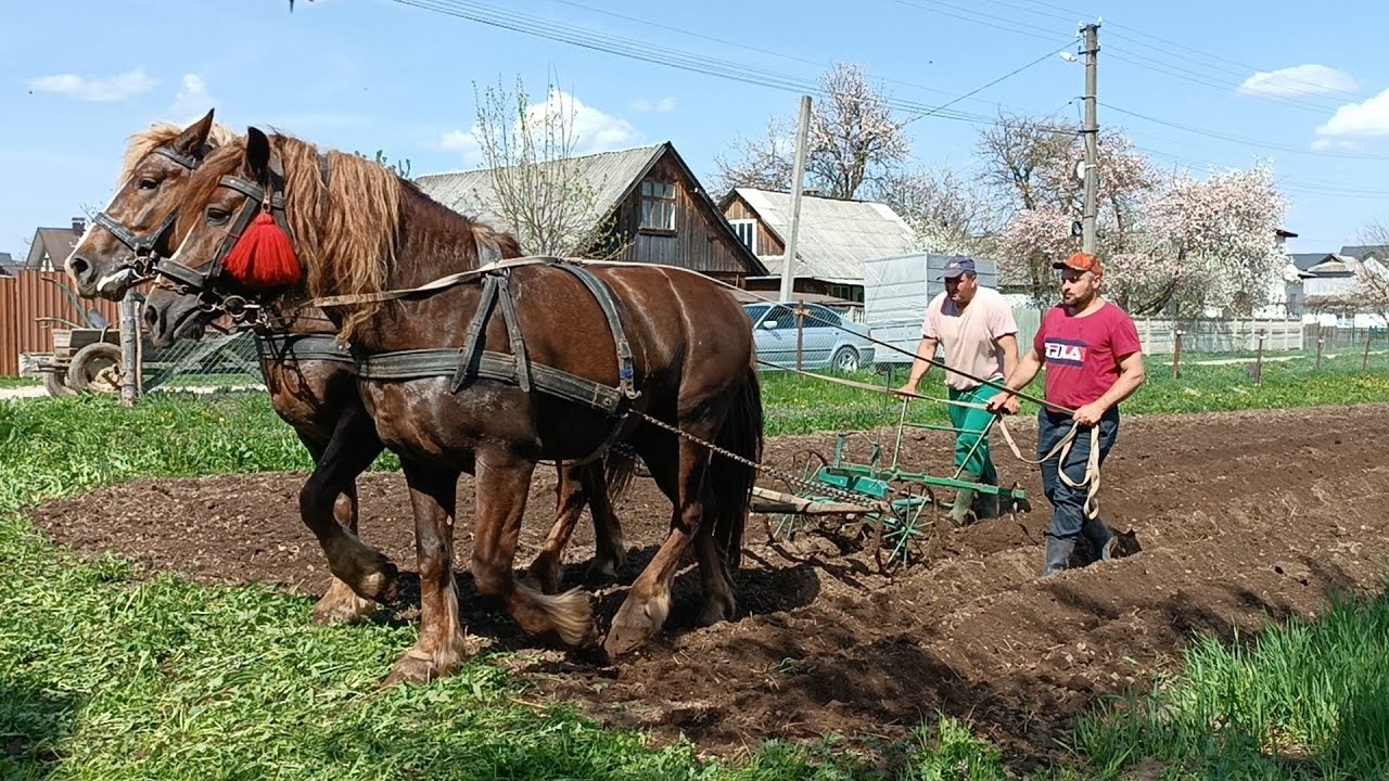 🔔ВЕСНЯНІ РОБОТИ💪ХЛОПЦІ ПРАЦЮЮТЬ КІНЬМИ⛓️ОРАНКА ГОРОДА🤠