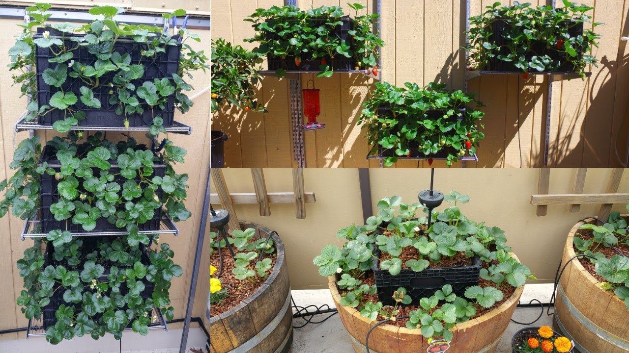 Strawberry Crate N Barrel | My Original Design Before 