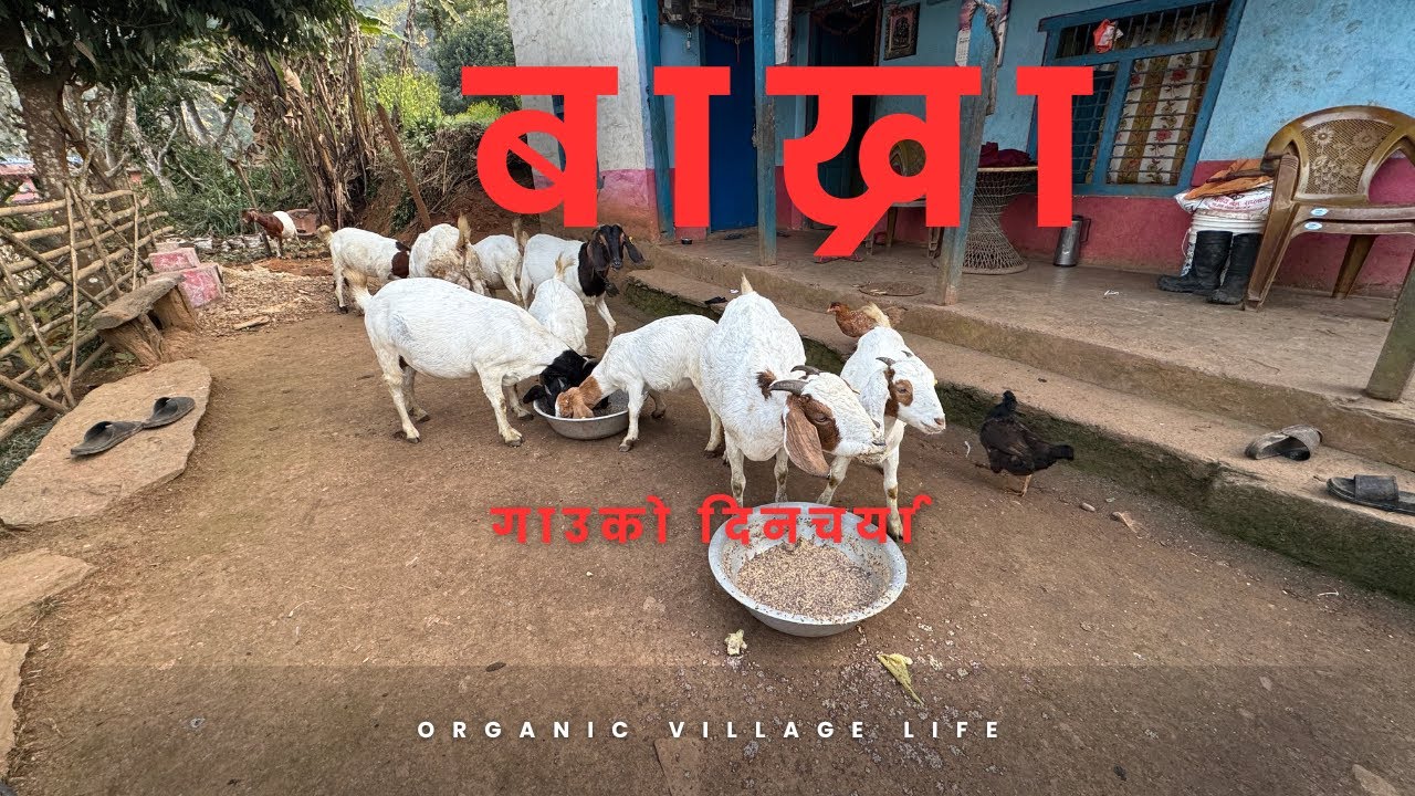 यो vlog हेरेपछि बाख्रा पालन सजिलो छ नसोच्नु होला है 😜 #goatfarming #villagelife #animals @Mrgauli 