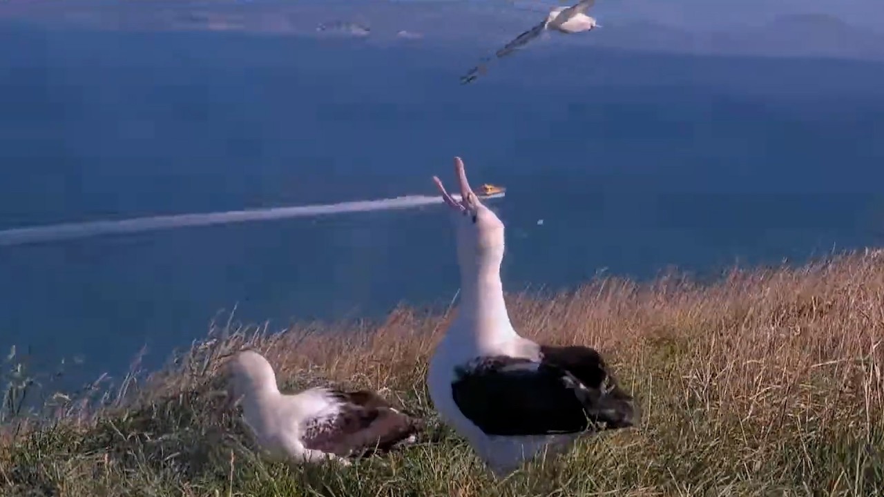 Dad Flies In To Take Over Duties At Royal Albatross Nest | DOC | Cornell Lab