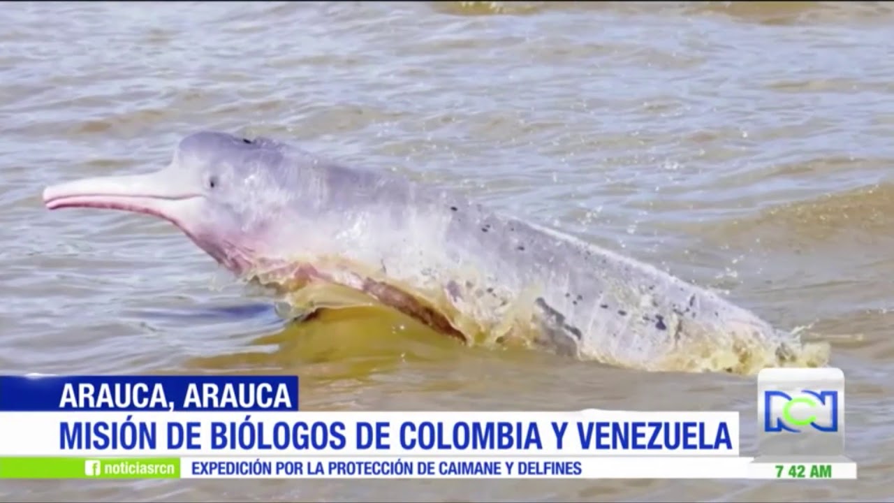 BI&Oacute;LOGOS BUSCAN NUEVA ESPECIE DE TONINA EN EL RIO ARAUCA