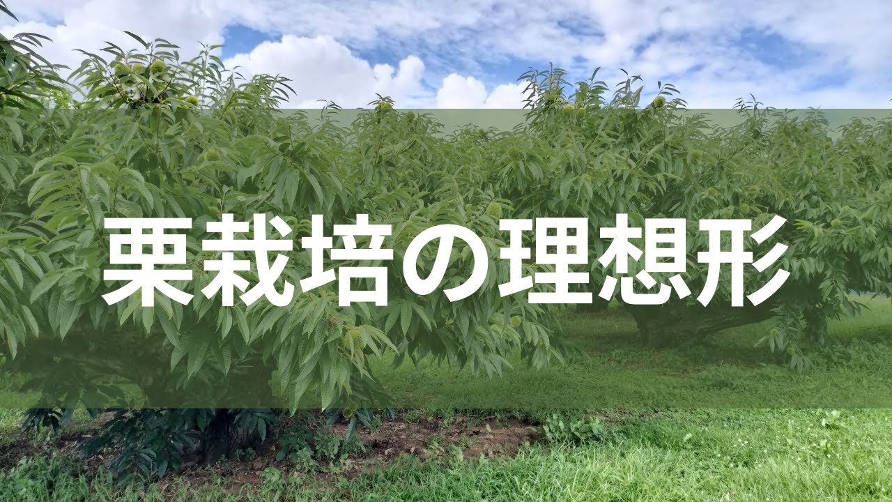 栗栽培の理想的な形を学んできました。