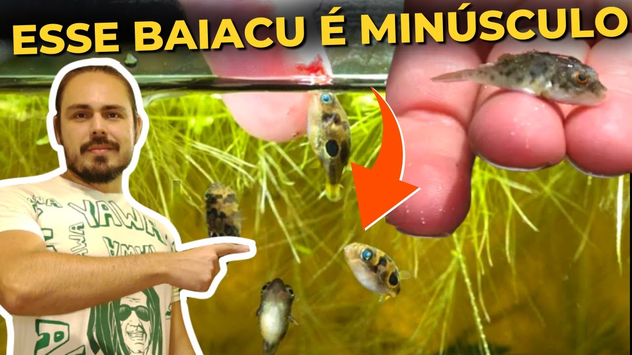 🔴O MENOR BAIACU DO PLANETA! ( TUDO SOBRE BAIACU ANÃO ) |Mr. Betta|