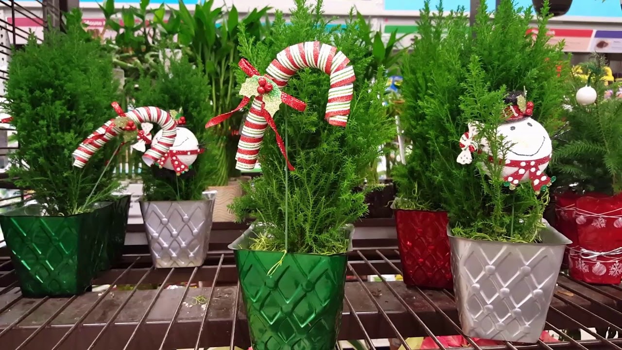European Cypress Care | Donna Joshi