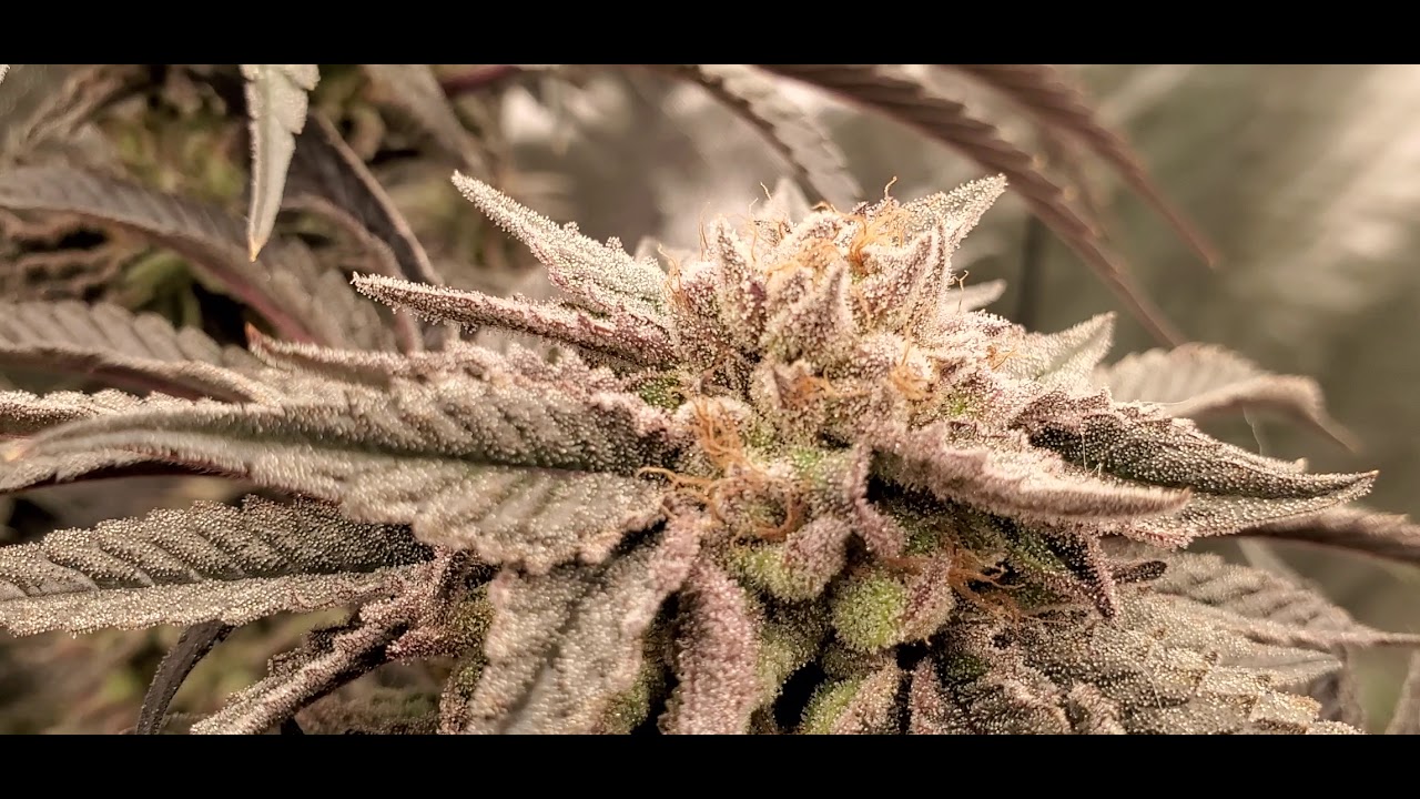 k-mintz harvest day photontek x600w pro @RIPPERSEEDSTV