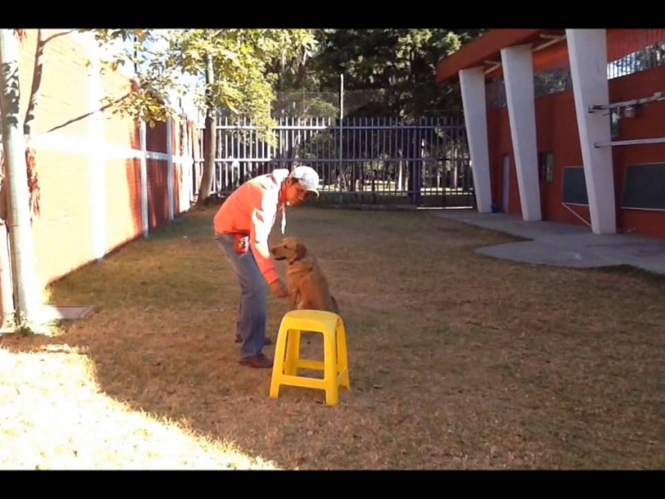Trucos Caninos- Turnback!!