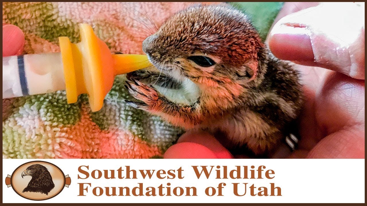 Rescued Young Chipmunks