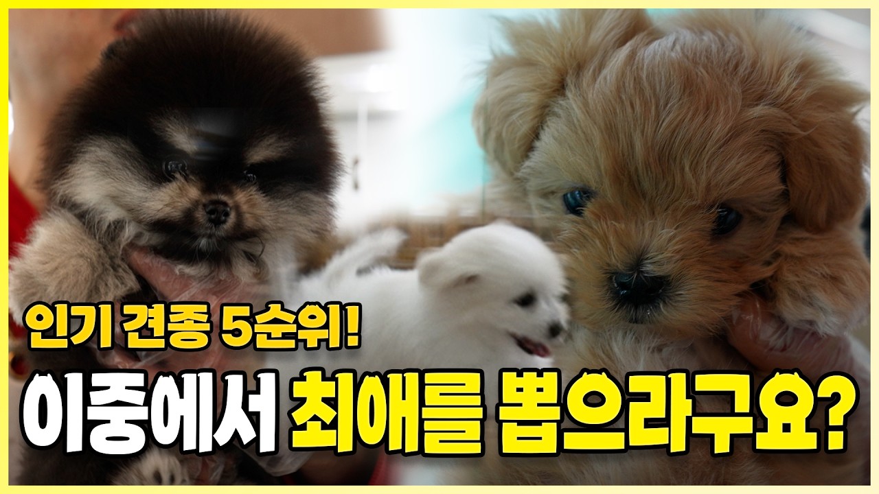 🐶 귀여운 애들이 너무 많다.. 이 중에서 최애를 정하라고?🐾ㅣ 미유펫 인기 견종 5순위!