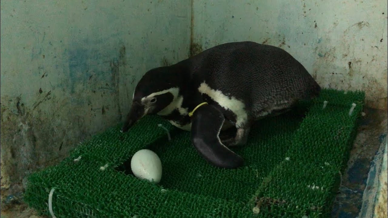 フンボルトペンギンの産卵【浅虫水族館公式】