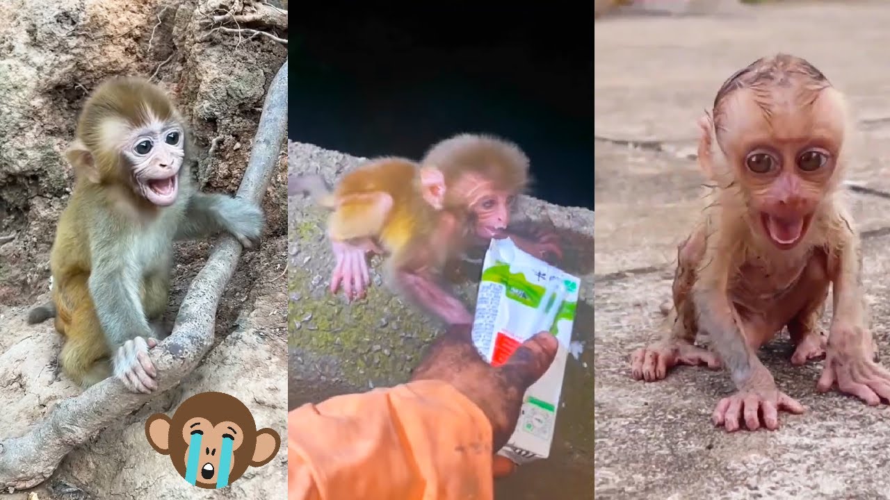 The natural life of monkeys. The poor baby monkey lost his mother, was extremely hungry