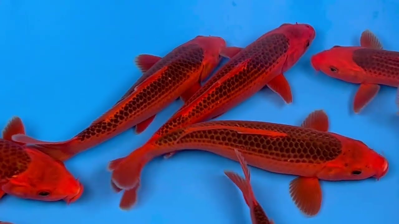 Aka Matsuba (Otsuka Koi Farm)