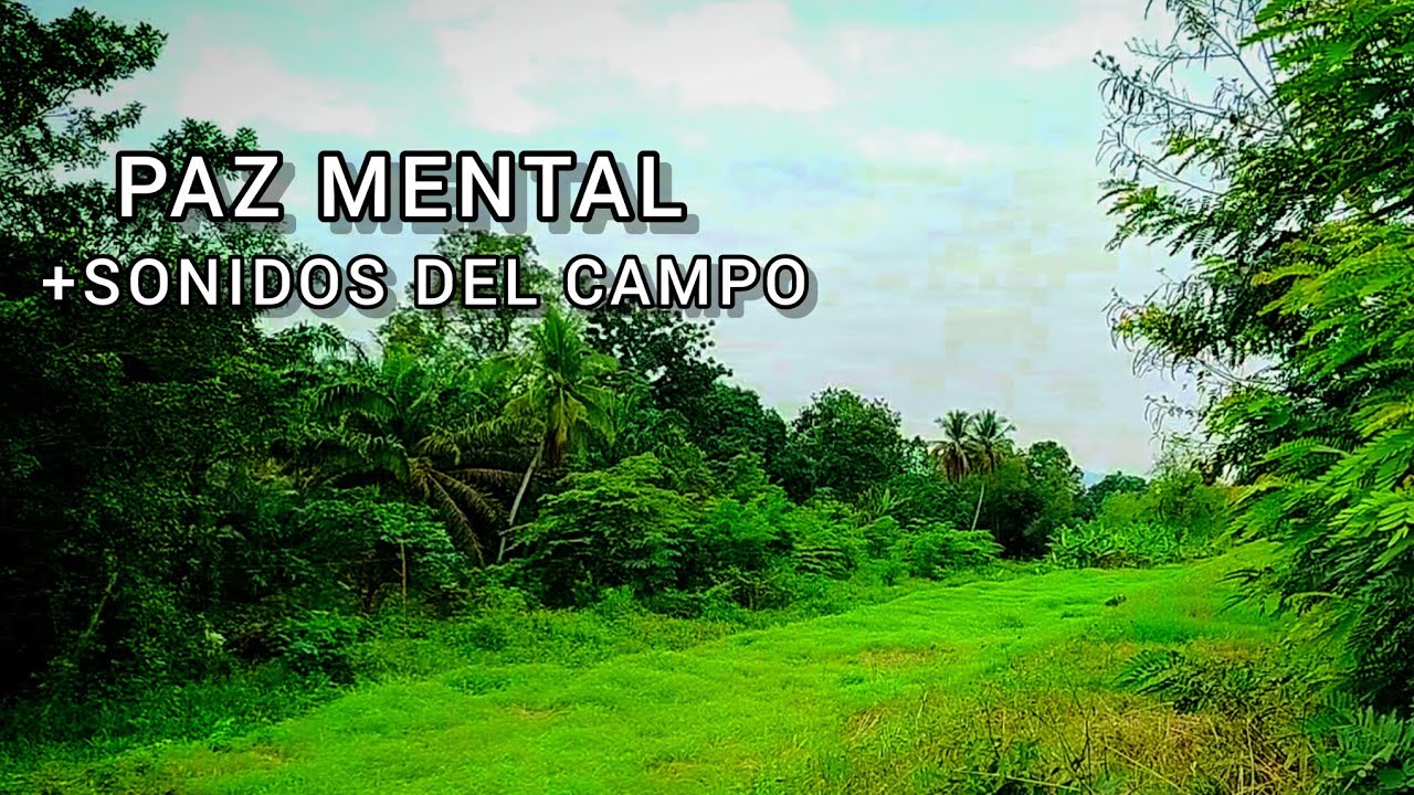 Paisajes Verdes y Calma: Sonidos de la Naturaleza para Relajarse.