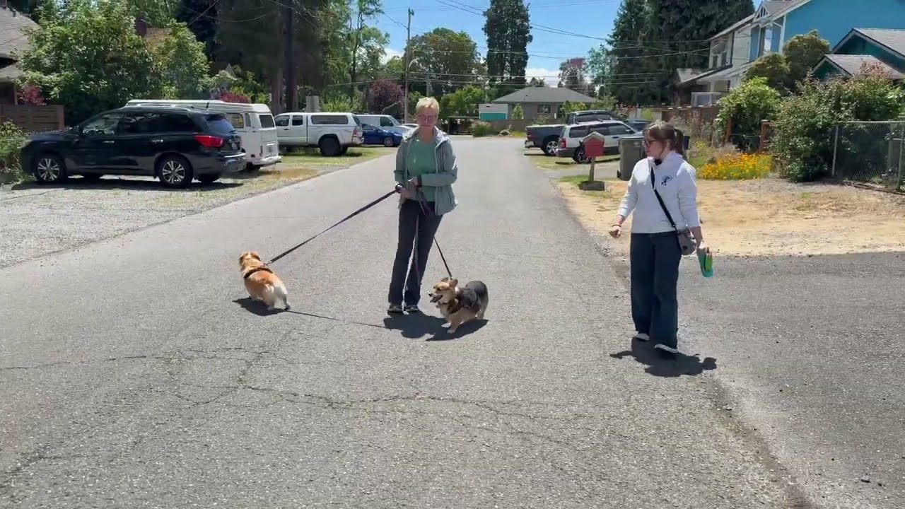 Summer Dog Walking Tips | Heat, Paws & Plant Hazards in the Pacific Northwest