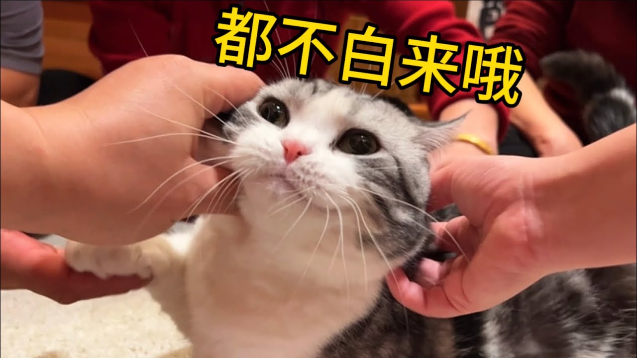 社牛貓過年真的太幸福！吸不完的人啊！每個都好香！