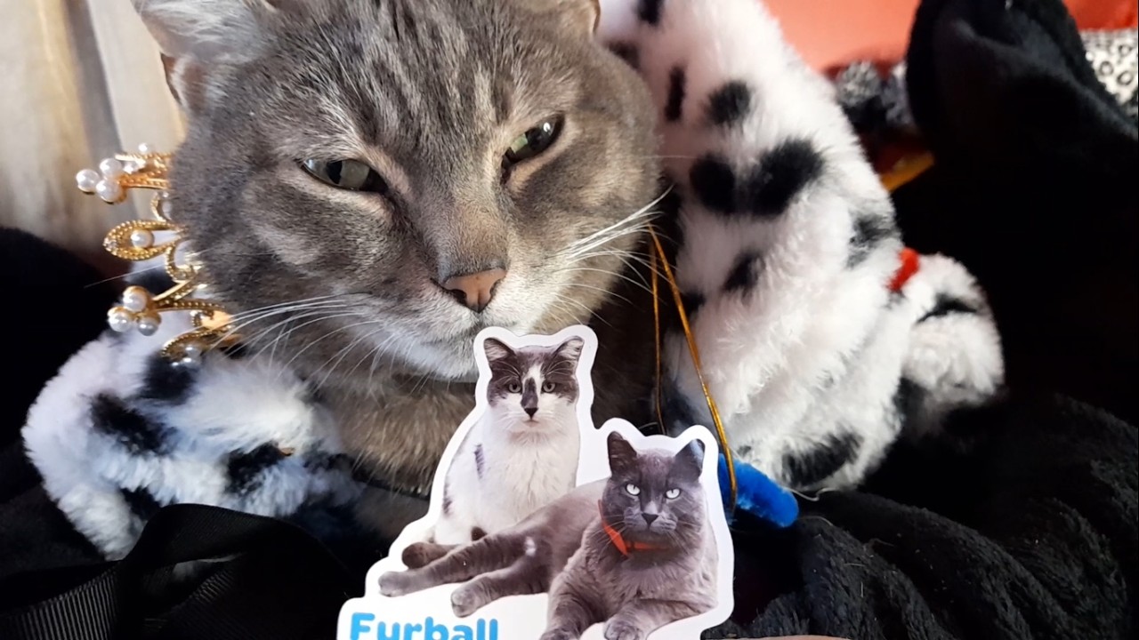 Supporting Furball Farm Cat Sanctuary  Neffy Cat Unboxes Their Merch!